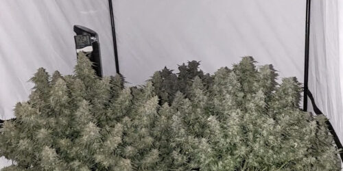 cultivo de plantas de cannabis autofloreciente