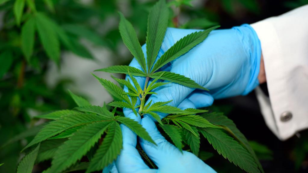 Colombia autoriza la venta de flor de cannabis con THC en farmacias: cómo acceder legalmente y qué beneficios trae