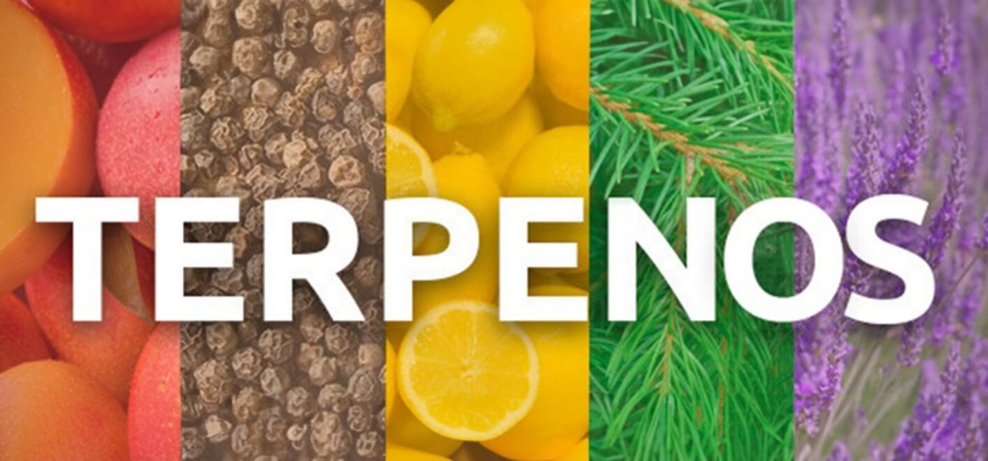 ¿Qué son los terpenos y por qué están revolucionando el mundo del bienestar?