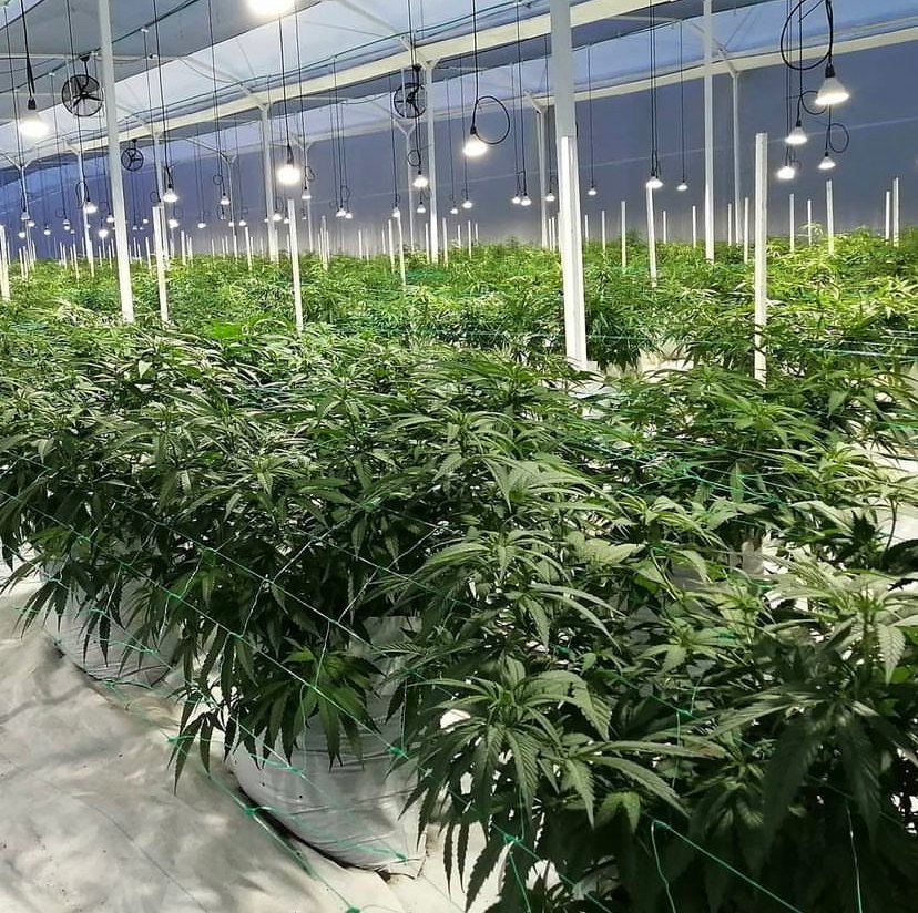 cannabis legal