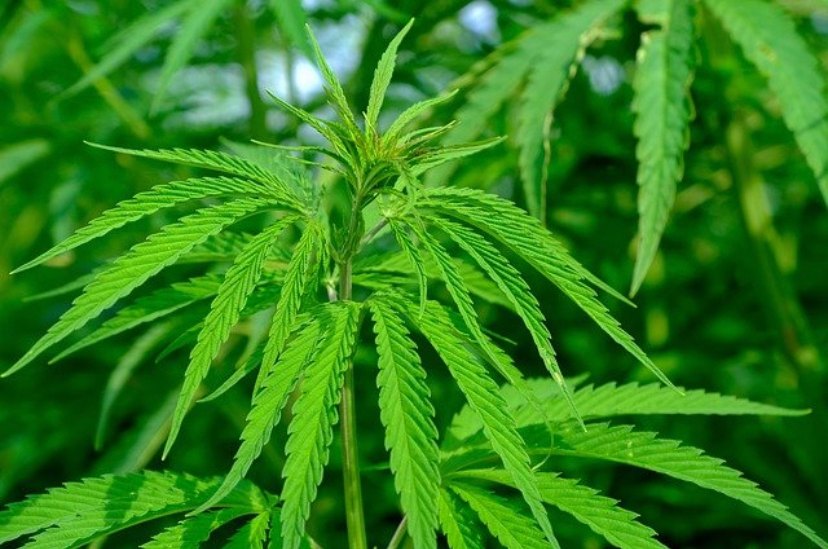 cannabis