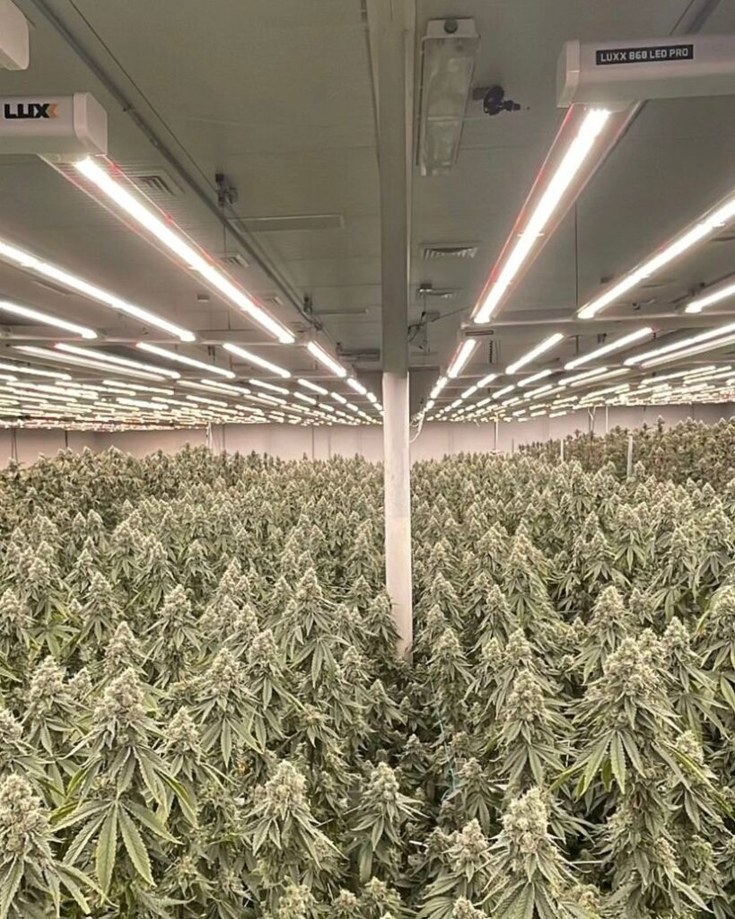 cultivo de cannabis