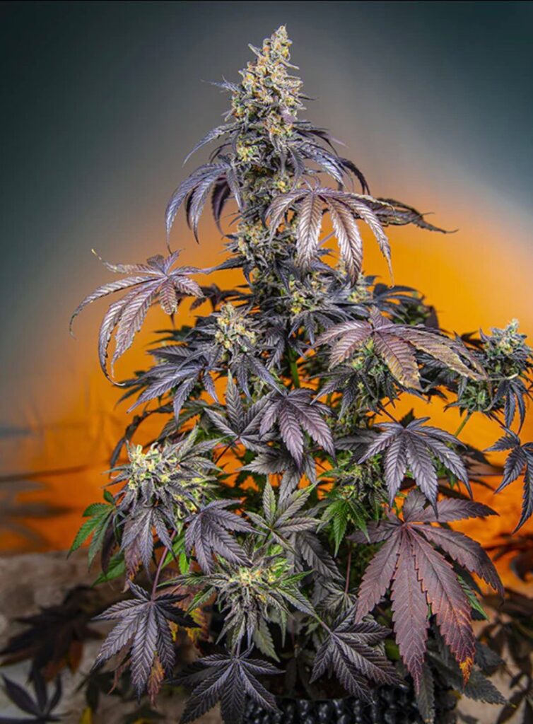 cultivo de plantas de cannabis autofloreciente Sweet Seeds 