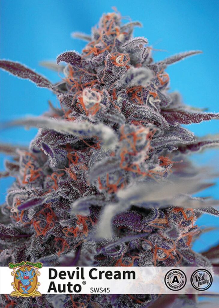 cultivo de plantas de cannabis autofloreciente Sweet Seeds Devil Cream Auto