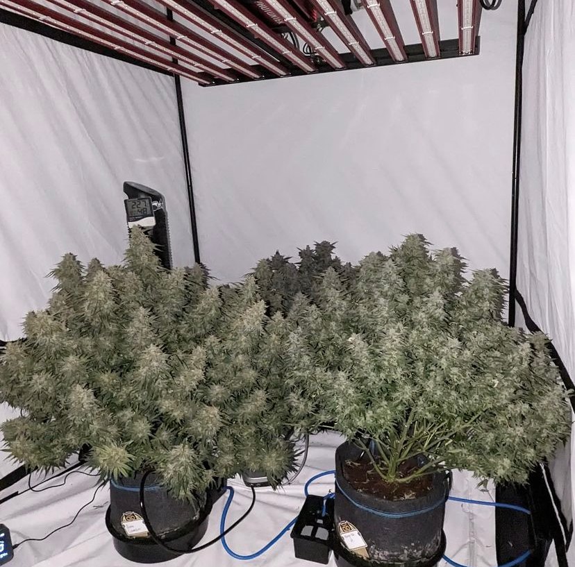 cultivo de plantas de cannabis autofloreciente