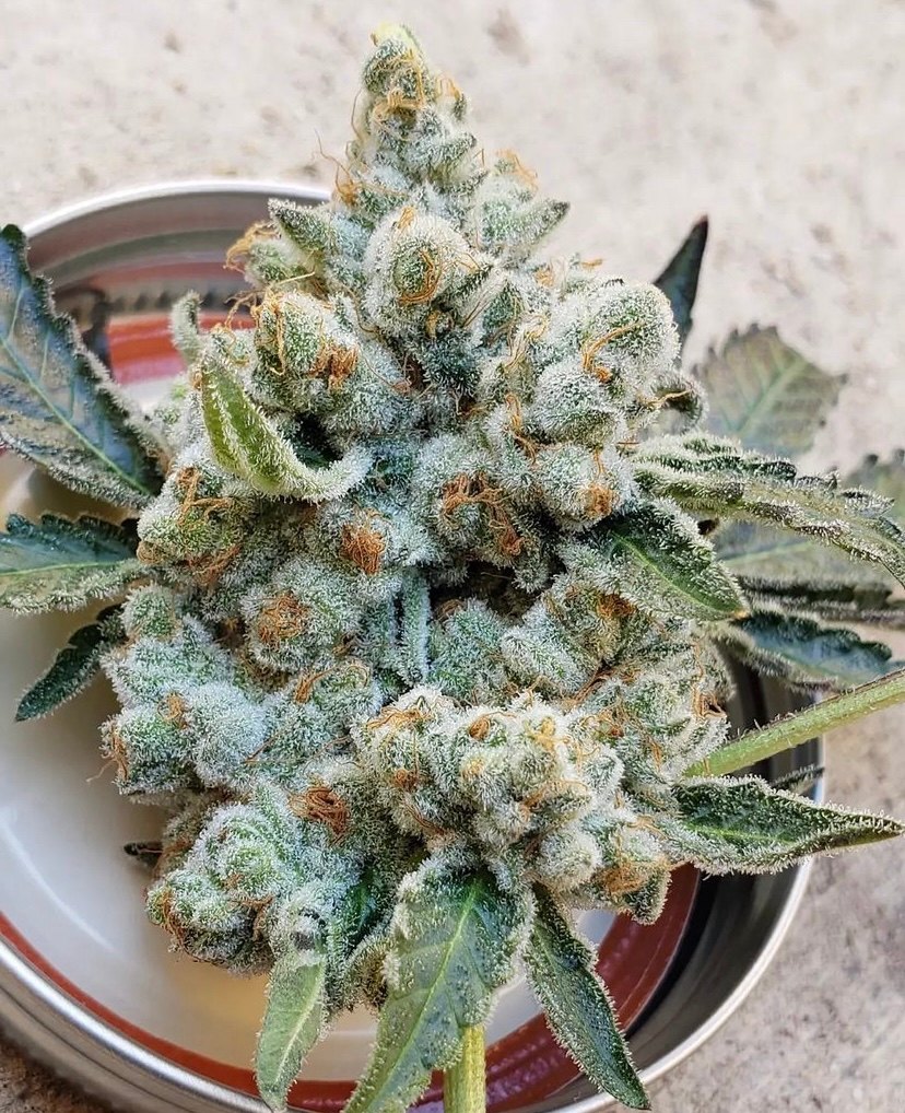 flor cannabis