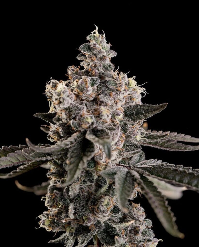 flor de cannabis