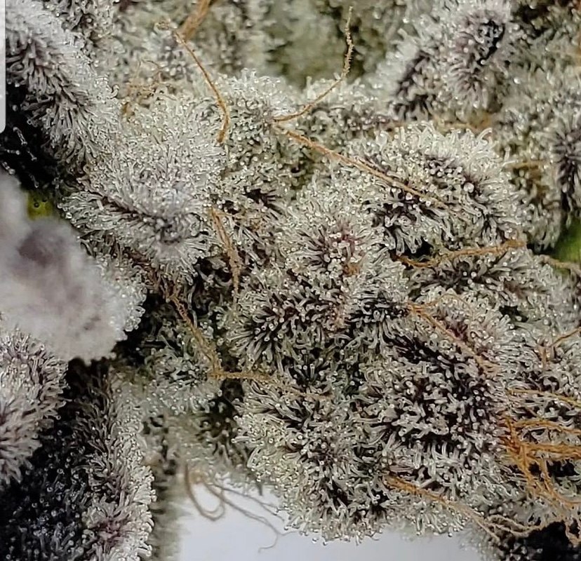 flores de cannabis