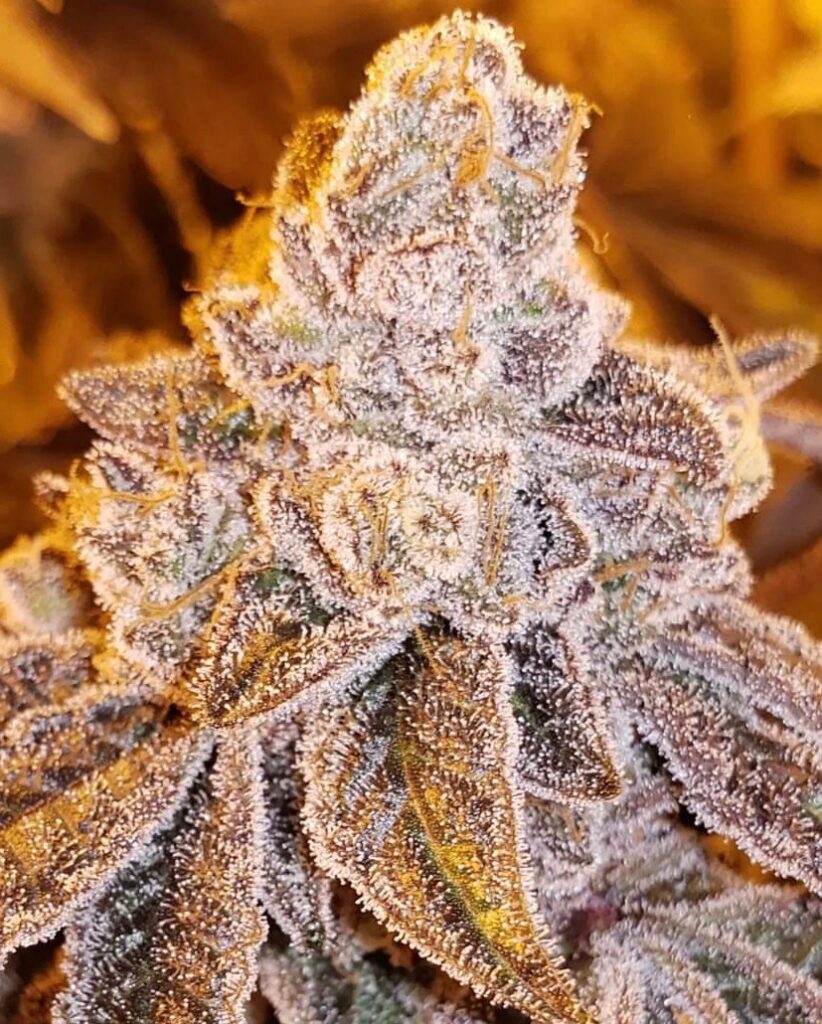 flor de cannabis