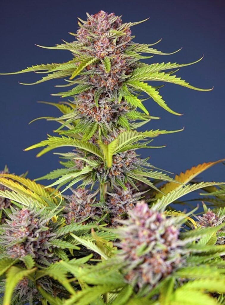 Red Mimosa XL Auto Sweet Seeds
