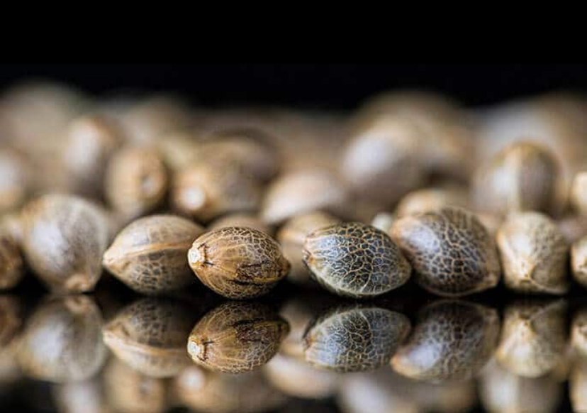 Semilla de cannabis 