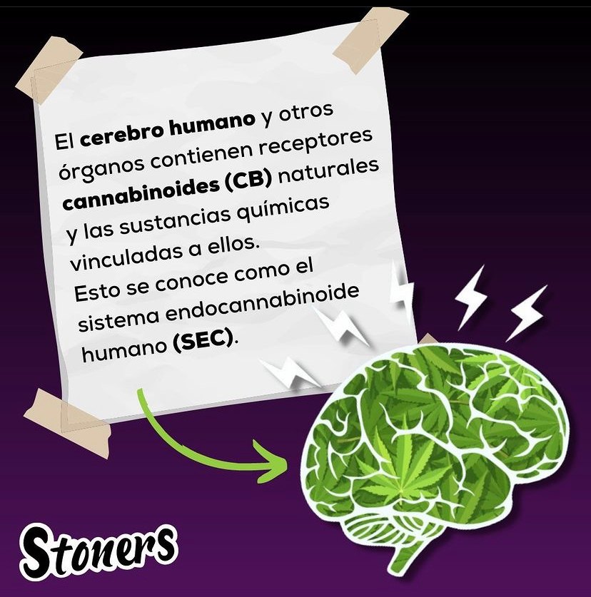 Sistema endocannabinoide